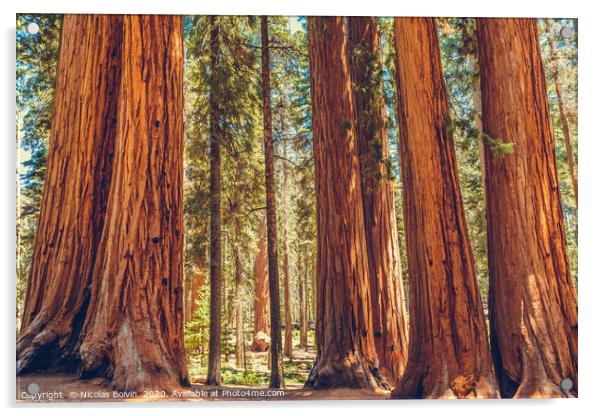 Sequoia National Park Acrylic by Nicolas Boivin