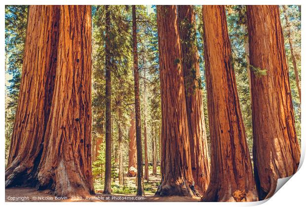 Sequoia National Park Print by Nicolas Boivin