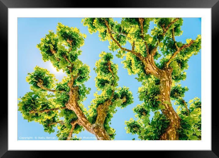 Exotic Tree Vegetation, Green Leaves, Leafy Green Framed Mounted Print by Radu Bercan