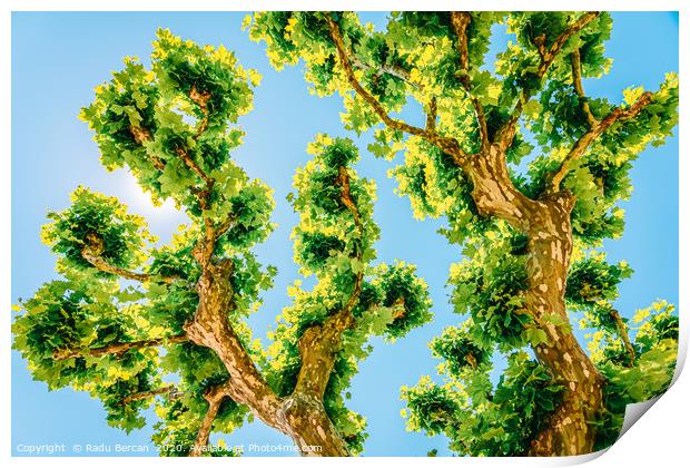 Exotic Tree Vegetation, Green Leaves, Leafy Green Print by Radu Bercan