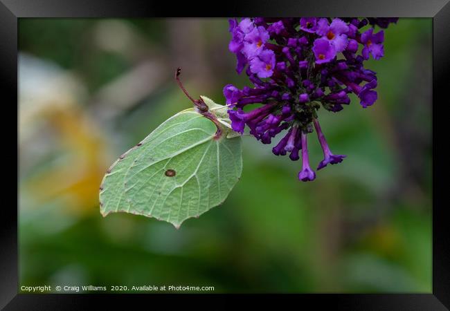 Brimstone Butterfly feasting on Buddleia  Framed Print by Craig Williams