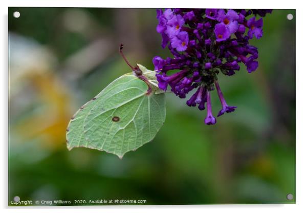 Brimstone Butterfly feasting on Buddleia  Acrylic by Craig Williams