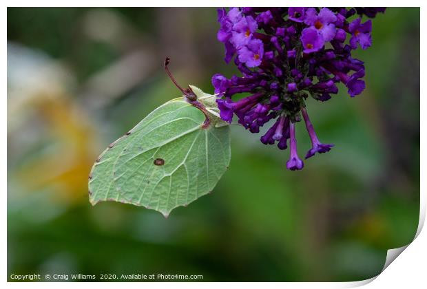 Brimstone Butterfly feasting on Buddleia  Print by Craig Williams
