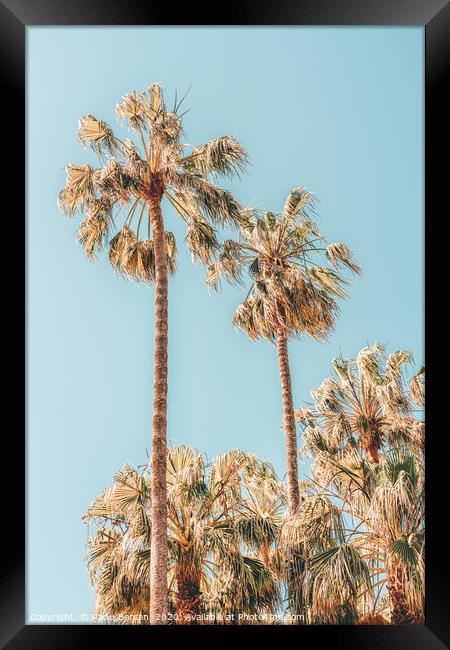 Palm Trees, Summer Vibes, Coconut Palm Tree Leaves Framed Print by Radu Bercan