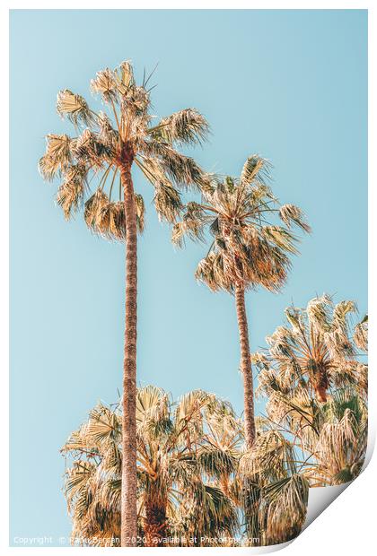 Palm Trees, Summer Vibes, Coconut Palm Tree Leaves Print by Radu Bercan