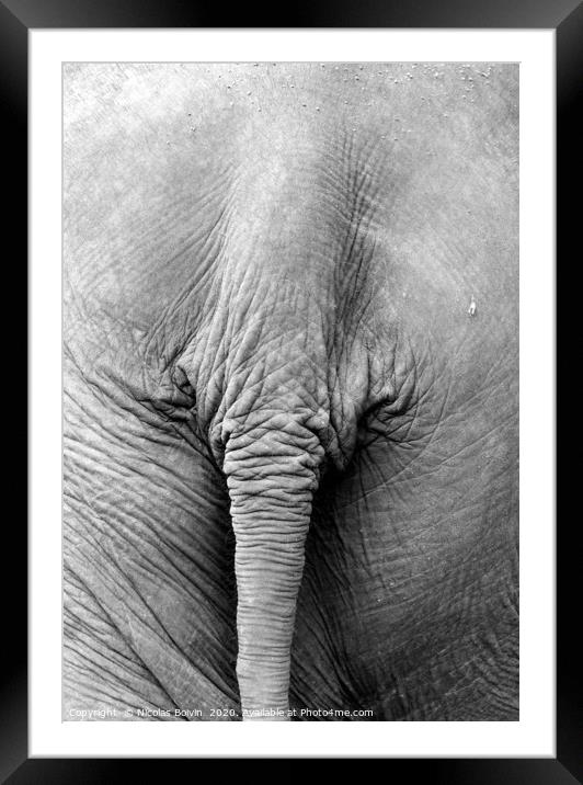 Elephant in protected nature park Framed Mounted Print by Nicolas Boivin