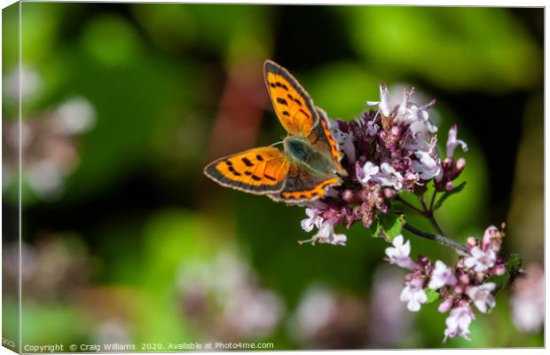 Small Copper Butterfly on Wild Marjoram Canvas Print by Craig Williams