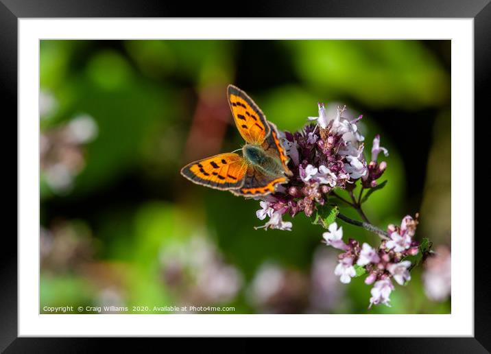 Small Copper Butterfly on Wild Marjoram Framed Mounted Print by Craig Williams