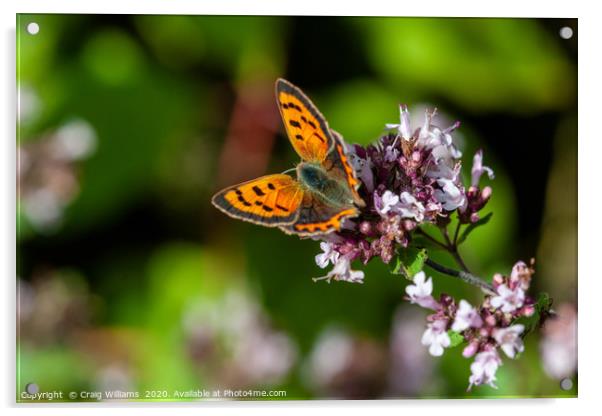 Small Copper Butterfly on Wild Marjoram Acrylic by Craig Williams