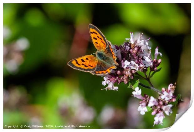 Small Copper Butterfly on Wild Marjoram Print by Craig Williams
