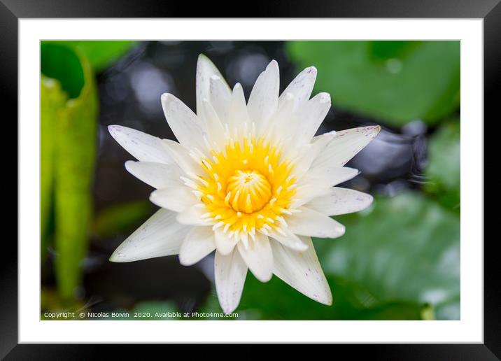 Water lily close up Framed Mounted Print by Nicolas Boivin