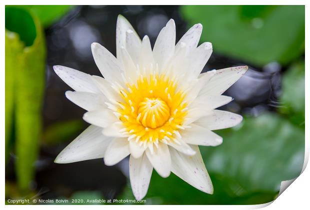 Water lily close up Print by Nicolas Boivin