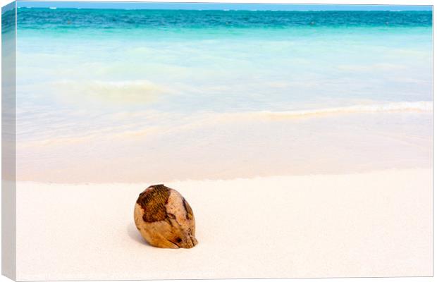 Coconut on caribbean white sand with turquoise sea Canvas Print by Nicolas Boivin