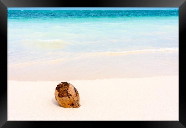 Coconut on caribbean white sand with turquoise sea Framed Print by Nicolas Boivin
