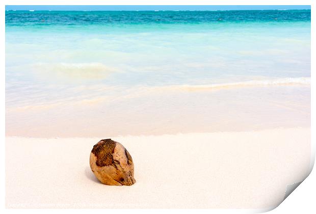Coconut on caribbean white sand with turquoise sea Print by Nicolas Boivin