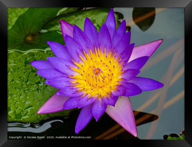Purple water lily Framed Print by Nicolas Boivin