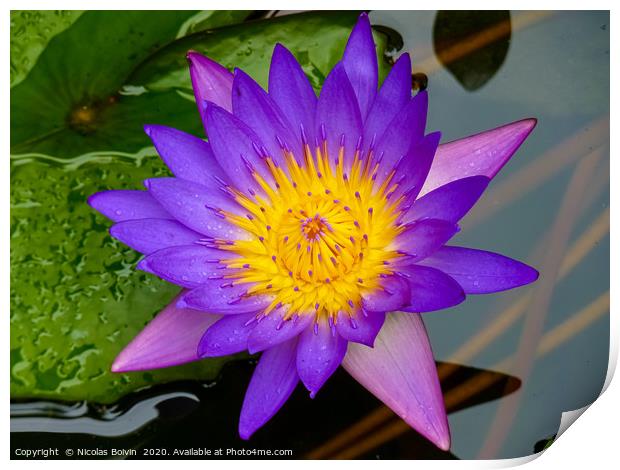 Purple water lily Print by Nicolas Boivin
