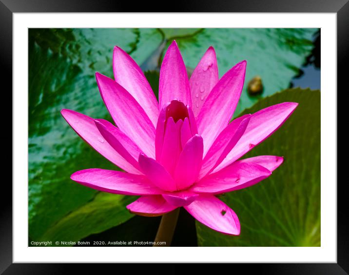 Water lily Framed Mounted Print by Nicolas Boivin