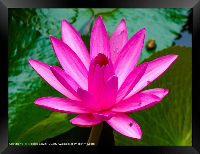 Water lily Framed Print by Nicolas Boivin