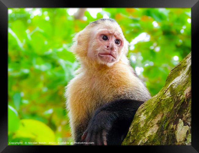 White-faced capuchin monkey Framed Print by Nicolas Boivin