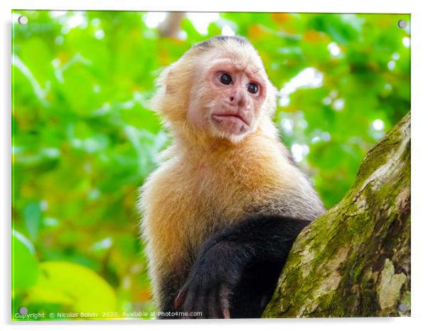 White-faced capuchin monkey Acrylic by Nicolas Boivin