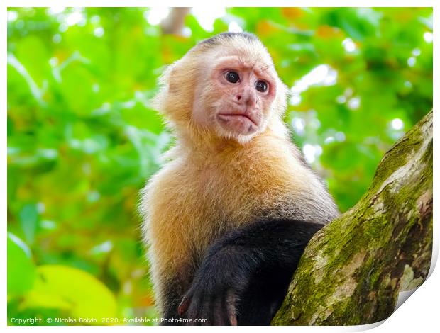 White-faced capuchin monkey Print by Nicolas Boivin
