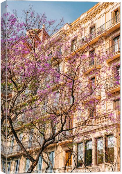 Pink Flower Tree, Barcelona City Spring Trees Canvas Print by Radu Bercan