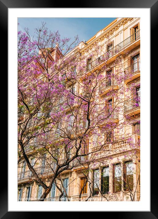 Pink Flower Tree, Barcelona City Spring Trees Framed Mounted Print by Radu Bercan