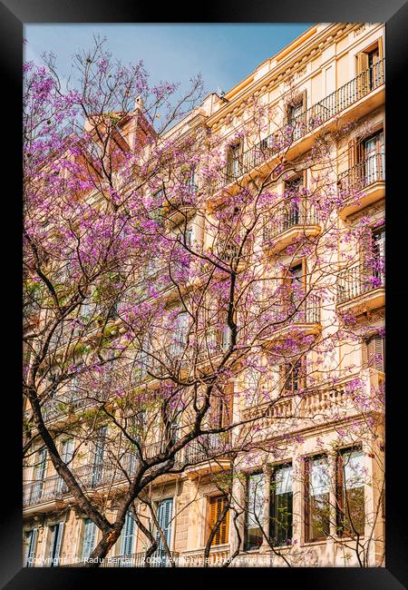 Pink Flower Tree, Barcelona City Spring Trees Framed Print by Radu Bercan