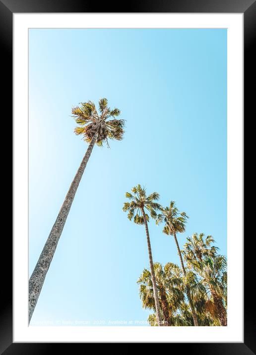 Tropical Palm Trees, Palm Tree Leaf, Summer Vibes Framed Mounted Print by Radu Bercan