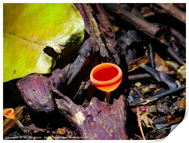 Cabo Blanco National Park Print by Nicolas Boivin