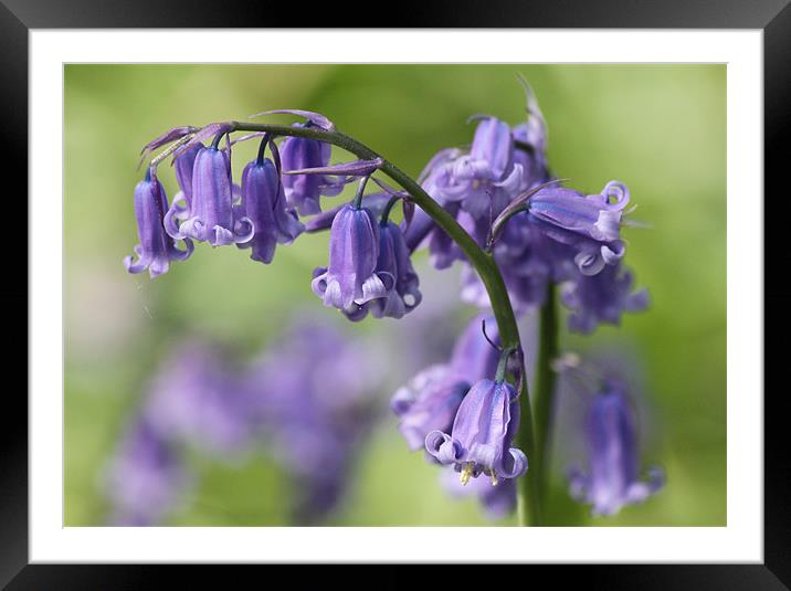 Bluebell Framed Mounted Print by Samantha Higgs