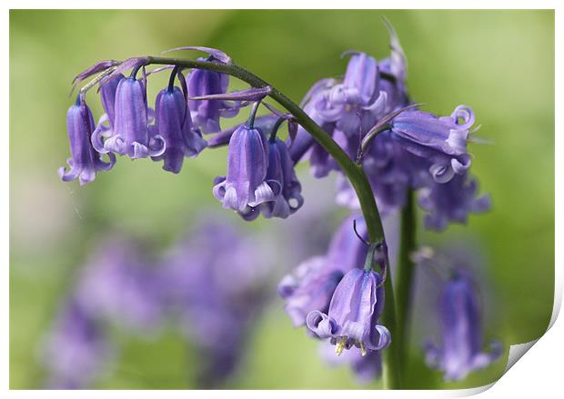 Bluebell Print by Samantha Higgs