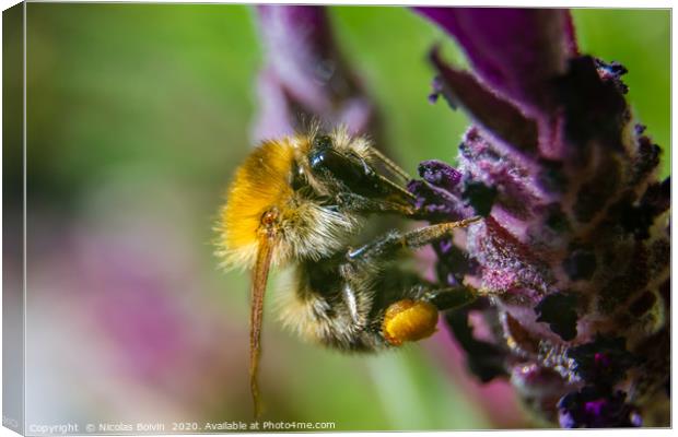 Macro of a Moss carder bee Canvas Print by Nicolas Boivin