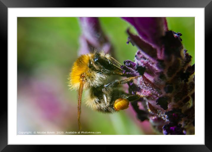 Macro of a Moss carder bee Framed Mounted Print by Nicolas Boivin