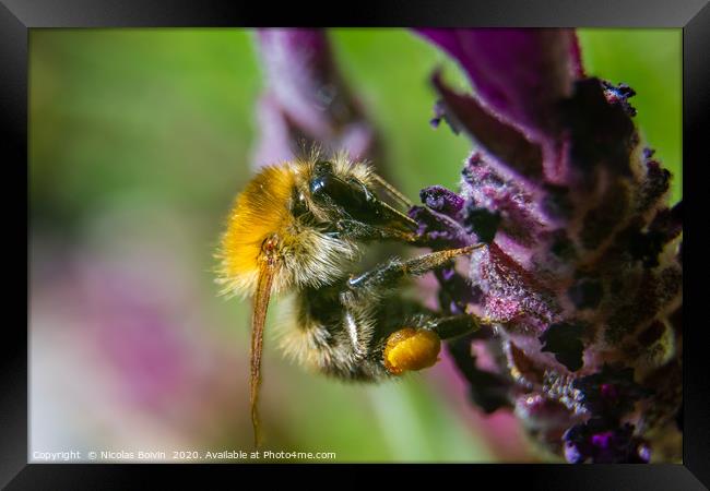 Macro of a Moss carder bee Framed Print by Nicolas Boivin