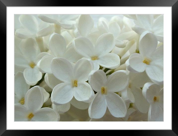 White Lilac Framed Mounted Print by Nicola Hawkes