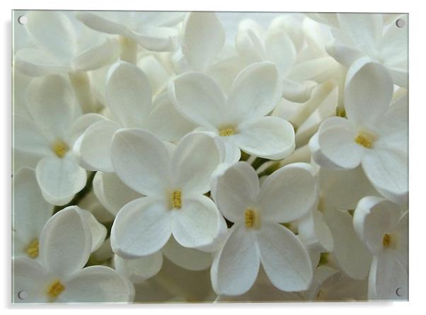 White Lilac Acrylic by Nicola Hawkes