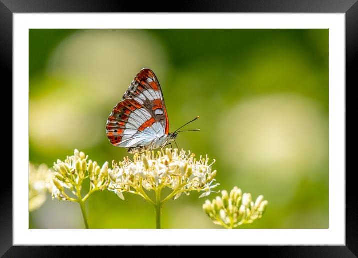 White Admiral butterfly Framed Mounted Print by Stephen Rennie