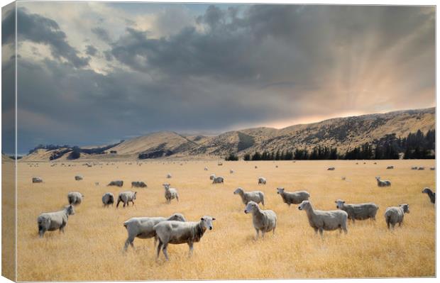flock of sheep graze at sunset in a valley Canvas Print by federico stevanin