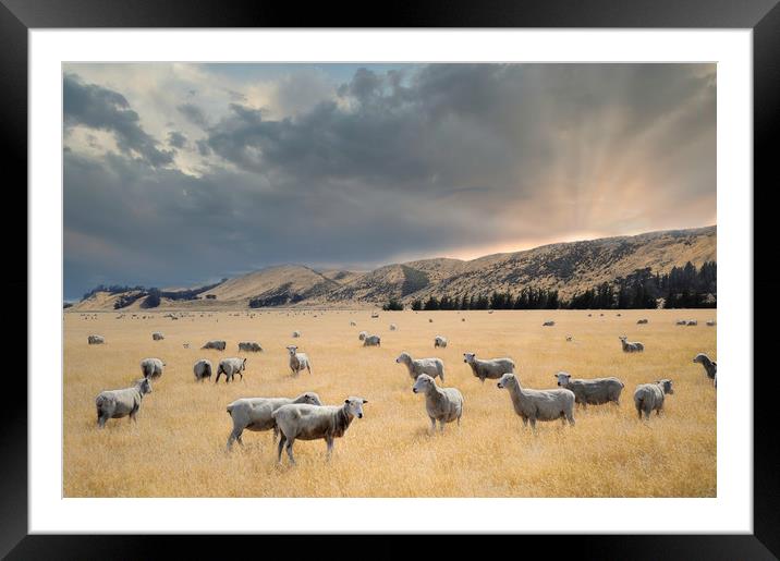 flock of sheep graze at sunset in a valley Framed Mounted Print by federico stevanin