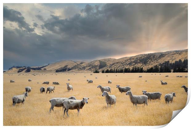 flock of sheep graze at sunset in a valley Print by federico stevanin