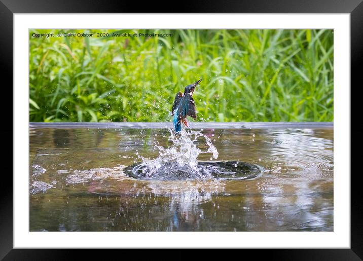 Kingfisher Framed Mounted Print by Claire Colston