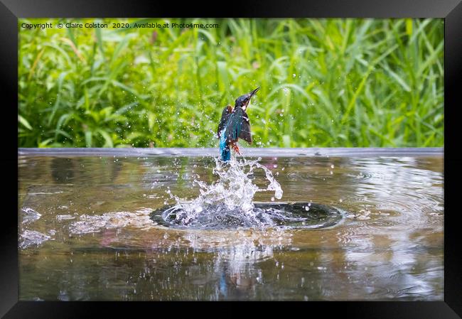 Kingfisher Framed Print by Claire Colston