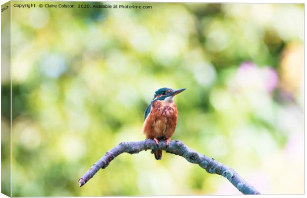 Kingfisher Canvas Print by Claire Colston