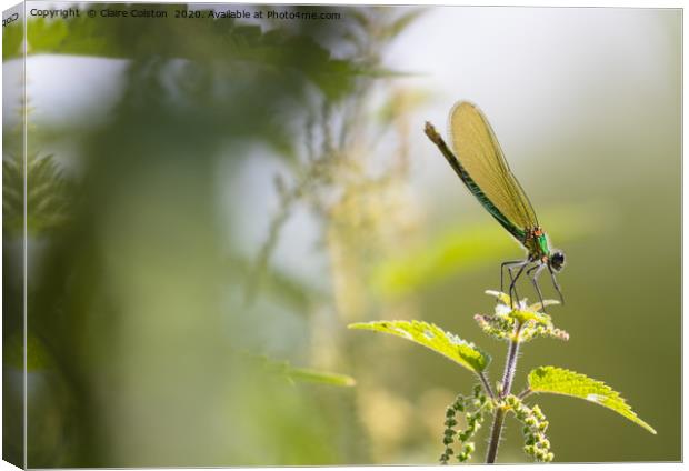 Dragonfly Canvas Print by Claire Colston