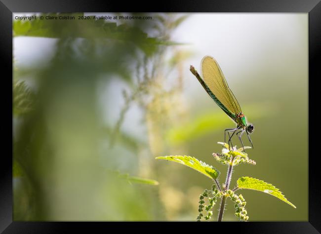 Dragonfly Framed Print by Claire Colston