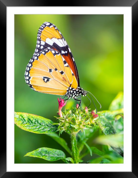 Tiger butterfly Framed Mounted Print by Zita Stanko