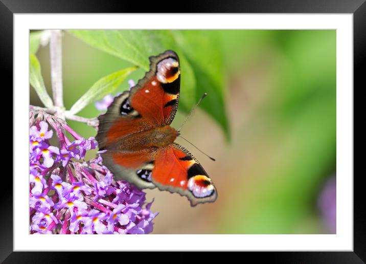 Beautiful vibrant Peacock Butterfly Framed Mounted Print by Simon Marlow