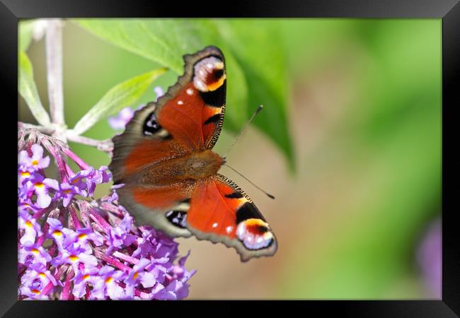 Beautiful vibrant Peacock Butterfly Framed Print by Simon Marlow